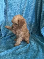 Reba, a female Maltipoo for sale in Fort Walton Beach, FL – 10 of 10