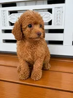 Ruby, a female Cavapoo for sale in Fort Walton Beach, FL – 2 of 9