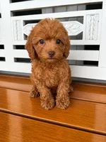 Ruby, a female Cavapoo for sale in Fort Walton Beach, FL – 4 of 9