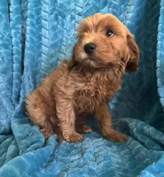 Dexter, a male Maltipoo for sale in Fort Walton Beach, FL – 4 of 9