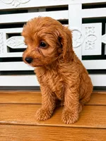 Rusty, a male Cavapoo for sale in Fort Walton Beach, FL – 6 of 7