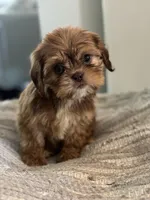 Alley, a female Cavalier King Charles Spaniel and Shih Tzu for sale in Fort Walton Beach, FL – Photo 9 of 10