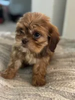 Alley, a female Cavalier King Charles Spaniel and Shih Tzu for sale in Fort Walton Beach, FL – Photo 3 of 10