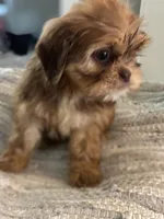 Alley, a female Cavalier King Charles Spaniel and Shih Tzu for sale in Fort Walton Beach, FL – Photo 2 of 10