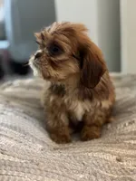 Alley, a female Cavalier King Charles Spaniel and Shih Tzu for sale in Fort Walton Beach, FL – Photo 8 of 10
