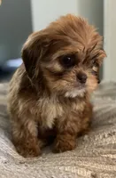 Alley, a female Cavalier King Charles Spaniel and Shih Tzu for sale in Fort Walton Beach, FL – Photo 6 of 10