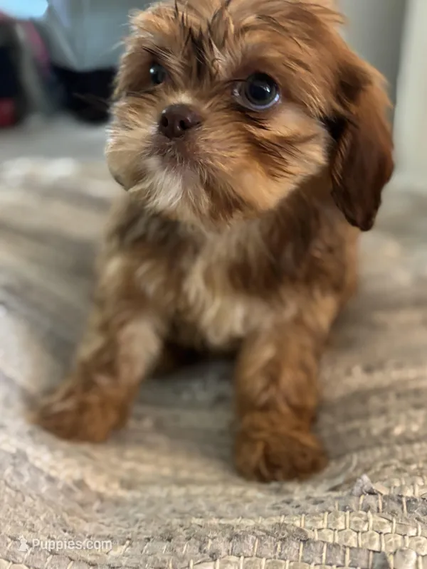 Alley, a female Cavalier King Charles Spaniel and Shih Tzu for sale in Fort Walton Beach, FL – Photo 1 of 10