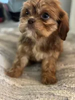 Alley, a female Cavalier King Charles Spaniel and Shih Tzu for sale in Fort Walton Beach, FL – Photo 1 of 10