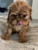 Alley, a female Cavalier King Charles Spaniel and Shih Tzu for sale in Fort Walton Beach, FL – Photo 5 of 10