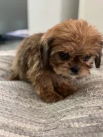 Alley, a female Cavalier King Charles Spaniel and Shih Tzu for sale in Fort Walton Beach, FL – Photo 7 of 10