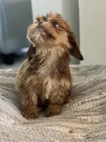 Alley, a female Cavalier King Charles Spaniel and Shih Tzu for sale in Fort Walton Beach, FL – Photo 10 of 10