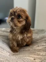 Alley, a female Cavalier King Charles Spaniel and Shih Tzu for sale in Fort Walton Beach, FL – Photo 4 of 10