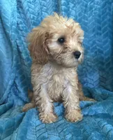Molly, a female Maltipoo for sale in Fort Walton Beach, FL – 4 of 10