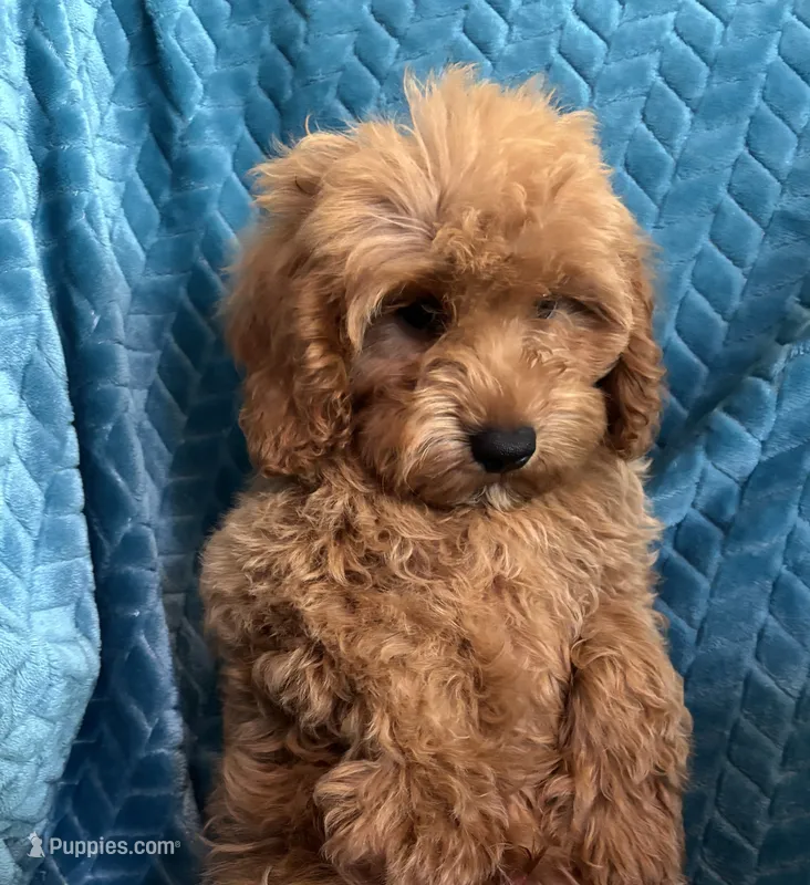 Rusty – Cavapoo puppy for sale in Fort Walton Beach, FL