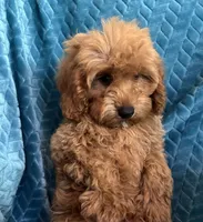 Rusty, a male Cavapoo for sale in Fayetteville, TN – 1 of 10
