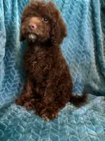 Hershey, a male Cavapoo for sale in Fayetteville, TN – 10 of 10