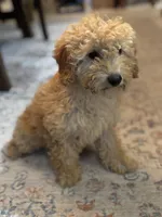 Sophie, a female Poodle - Miniature  for sale in Fort Walton Beach, FL – Photo 3 of 10