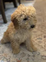 Sophie, a female Poodle - Miniature  for sale in Fort Walton Beach, FL – Photo 2 of 10