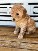 Sophie, a female Poodle - Miniature  for sale in Fort Walton Beach, FL – Photo 3 of 9