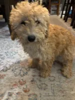 Sophie, a female Poodle - Miniature  for sale in Fort Walton Beach, FL – Photo 9 of 10