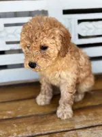 Sophie, a female Poodle - Miniature  for sale in Fort Walton Beach, FL – Photo 7 of 9