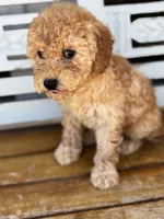 Sophie, a female Poodle - Miniature  for sale in Fort Walton Beach, FL – Photo 1 of 9