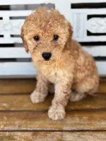 Sophie, a female Poodle - Miniature  for sale in Fort Walton Beach, FL – Photo 2 of 9