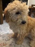 Sophie, a female Poodle - Miniature  for sale in Fort Walton Beach, FL – Photo 8 of 10