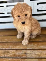 Sophie, a female Poodle - Miniature  for sale in Fort Walton Beach, FL – Photo 8 of 9