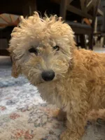 Sophie, a female Poodle - Miniature  for sale in Fort Walton Beach, FL – Photo 7 of 10