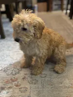 Sophie, a female Poodle - Miniature  for sale in Fort Walton Beach, FL – Photo 6 of 10