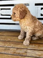 Sophie, a female Poodle - Miniature  for sale in Fort Walton Beach, FL – Photo 4 of 9