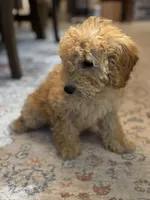 Sophie, a female Poodle - Miniature  for sale in Fort Walton Beach, FL – Photo 5 of 10