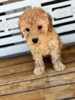 Sophie, a female Poodle - Miniature  for sale in Fort Walton Beach, FL – Photo 9 of 9