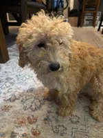 Sophie, a female Poodle - Miniature  for sale in Fort Walton Beach, FL – Photo 10 of 10