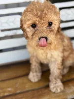 Sophie, a female Poodle - Miniature  for sale in Fort Walton Beach, FL – Photo 5 of 9
