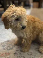 Sophie, a female Poodle - Miniature  for sale in Fort Walton Beach, FL – Photo 4 of 10