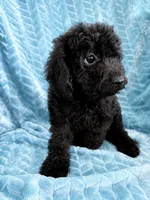 Teddy, a male Cavapoo for sale in Fayetteville, TN – 3 of 6