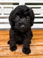 Teddy, a male Cavapoo for sale in Fort Walton Beach, FL – 4 of 8