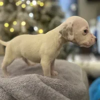 Ava #1(Liver/Brown spot), a female Dalmatian for sale in Memphis, TN – Photo 7 of 10