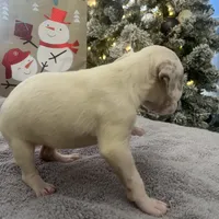 Ava #1(Liver/Brown spot), a female Dalmatian for sale in Memphis, TN – Photo 8 of 10