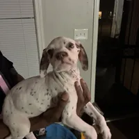 Ava #1(Liver/Brown spot), a female Dalmatian for sale in Memphis, TN – Photo 4 of 10