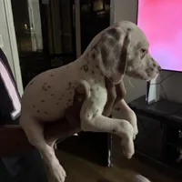 Ava #1(Liver/Brown spot), a female Dalmatian for sale in Memphis, TN – Photo 3 of 10