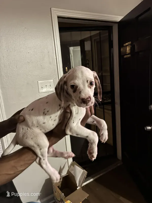 Ava #1(Liver/Brown spot)