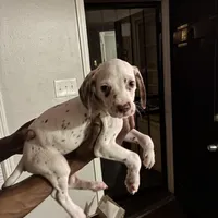 Ava #1(Liver/Brown spot), a female Dalmatian for sale in Memphis, TN – Photo 1 of 10