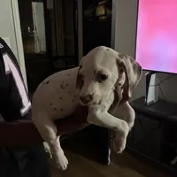 Ava #1(Liver/Brown spot), a female Dalmatian for sale in Memphis, TN – Photo 2 of 10