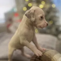 Ava #1(Liver/Brown spot), a female Dalmatian for sale in Memphis, TN – Photo 6 of 10