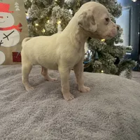 Ava #1(Liver/Brown spot), a female Dalmatian for sale in Memphis, TN – Photo 9 of 10