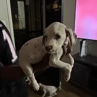 Ava #1(Liver/Brown spot), a female Dalmatian for sale in Memphis, TN – Photo 5 of 10