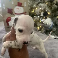 Chip#3 ( black and white spot), a male Dalmatian for sale in Memphis, TN – Photo 6 of 7